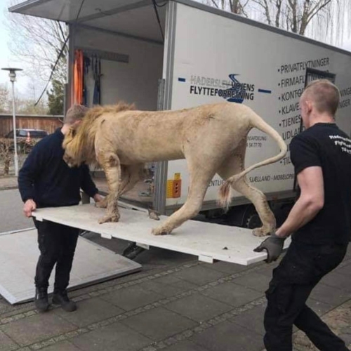 To flyttemænd fra Haderslev og Vojens flytteforretning håndterer transport af en løvefigur. Sikker og professionel flytning af specielle genstande.