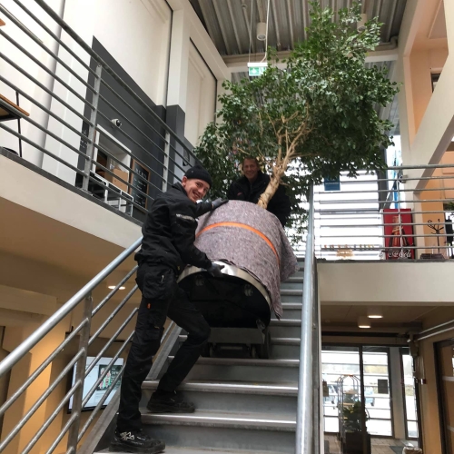 Kontorflytning - Flytning af træ