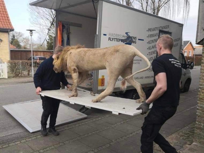 To flyttemænd fra Haderslev og Vojens flytteforretning håndterer transport af en løvefigur. Sikker og professionel flytning af specielle genstande.