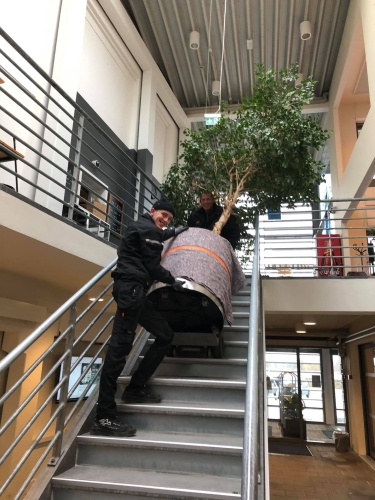 Kontorflytning - Flytning af træ